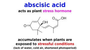 Abscisic acid