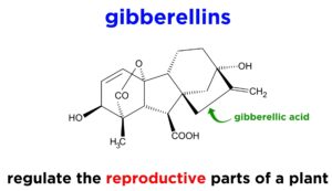 Gibberellins 