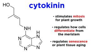 Cytokinins 