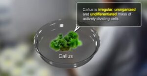 Callus