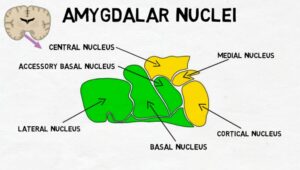 Amygdala 