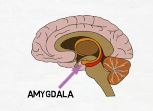 Human brain 