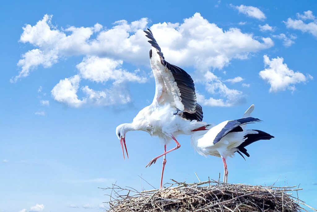 Bird migration 