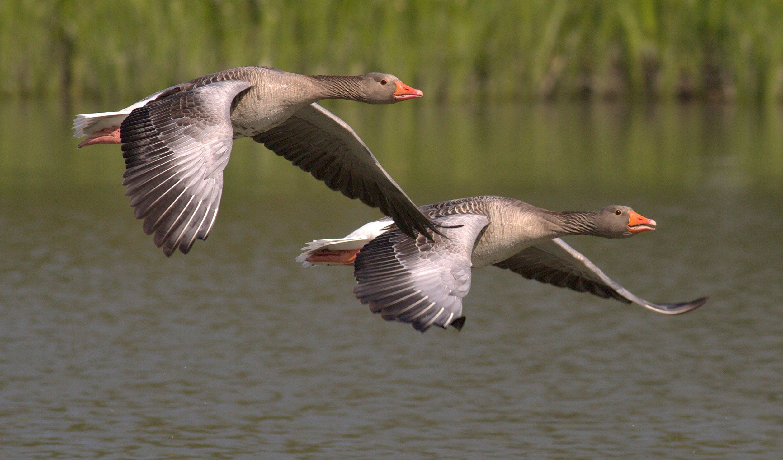 Migratory birds