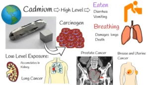 Cadmium health impacts 